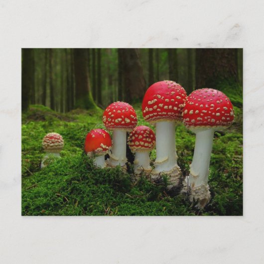 クラシック写真はがき ポストカード (正面)