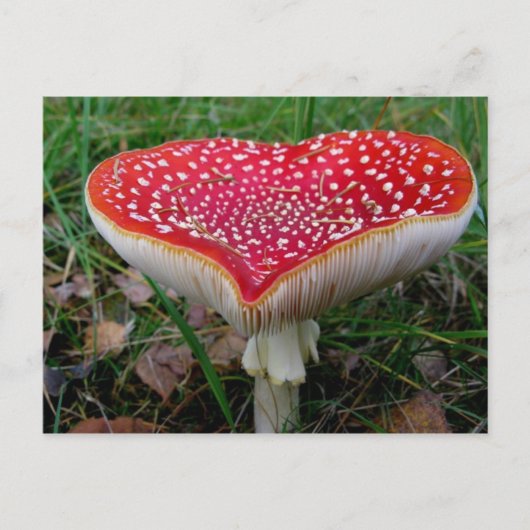 クラシック写真はがき ポストカード (正面)