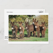 クラシック写真はがき ポストカード (正面/裏面)