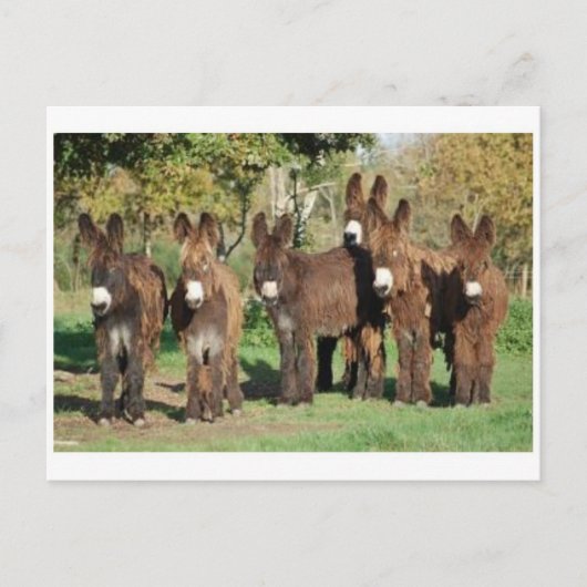 クラシック写真はがき ポストカード (正面)