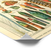 クラシック動物学エッチング – 鳥と羽毛 ポスター (角)