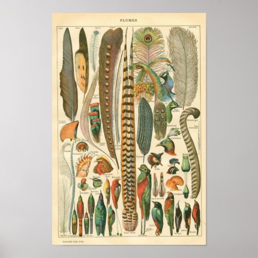クラシック動物学エッチング – 鳥と羽毛 ポスター (正面)