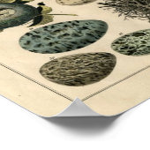 クラシック動物学エッチング – 鳥の巣と卵 ポスター (角)