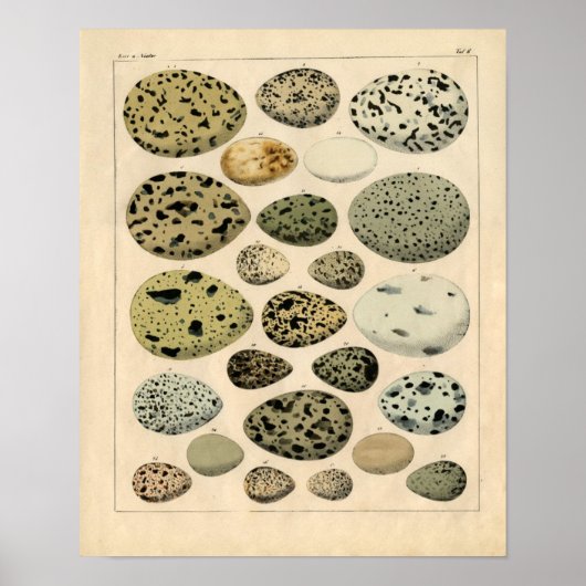 クラシック動物学エッチング – 鳥卵 ポスター (正面)