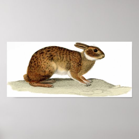 クラシック動物学的エッチング – ウサギ ポスター (正面)