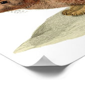 クラシック動物学的エッチング – ウサギ ポスター (角)