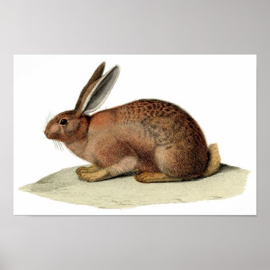 クラシック動物学的エッチング – ウサギ ポスター (正面)
