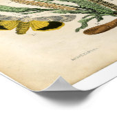 クラシック動物学的エッチング – Moths ポスター (角)