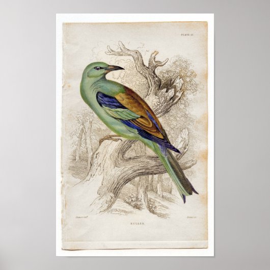 クラシック動物用エッチング – ローラー ポスター (正面)