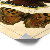 クラシック動物用エッチング – 蝶 ポスター (角)