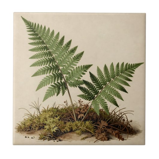 クラシック シダの植物画 タイル (正面)