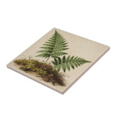 クラシック シダの植物画 タイル (側面)