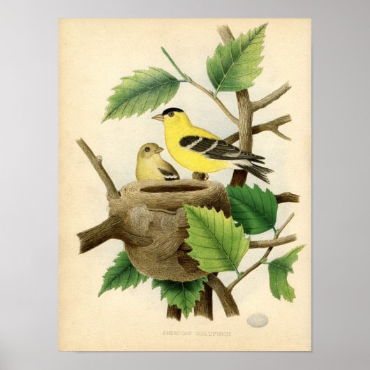 クラシックZological Etching - American Goldfinch ポスター (正面)