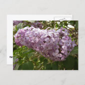 クラスタの薄紫花の春フローラ ポストカード (正面/裏面)