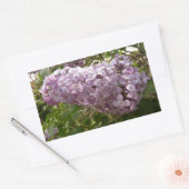 クラスタの薄紫花の春フローラ 長方形シール (封筒)