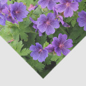 クラネスビルゲラニウムティッシュペーパー 薄葉紙 (詳細)