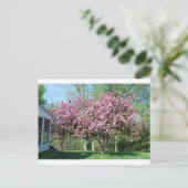 クラバップルの花の木 ポストカード (スタンド正面)