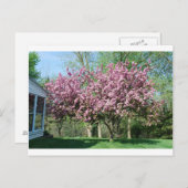 クラバップルの花の木 ポストカード (正面/裏面)