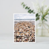 クラビタイ |シーショアのポストカーの貝殻 ポストカード (スタンド正面)