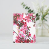 クラブアップル美しい ポストカード (スタンド正面)