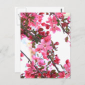 クラブアップル美しい ポストカード (正面/裏面)