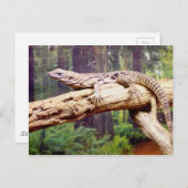 クラブテイルリザード ポストカード (正面/裏面)