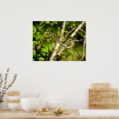 クラブテール・トンボのポスター ポスター (キッチン)