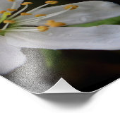 クラボルの花 フォトプリント            (角)