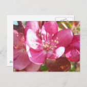 クラボルの花 ポストカード (正面/裏面)