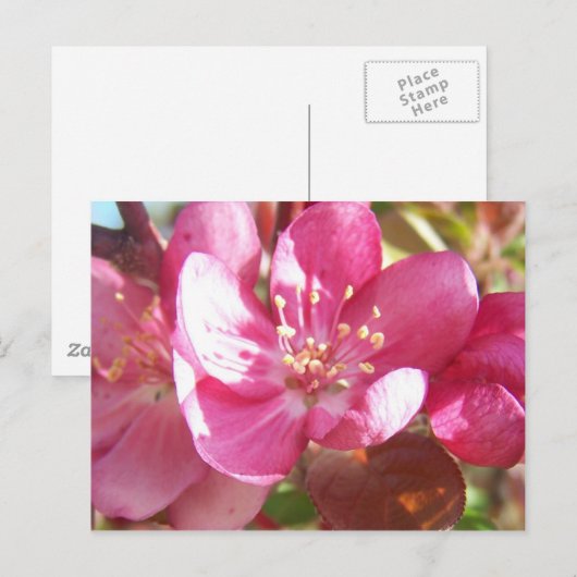 クラボルの花 ポストカード (正面/裏面)