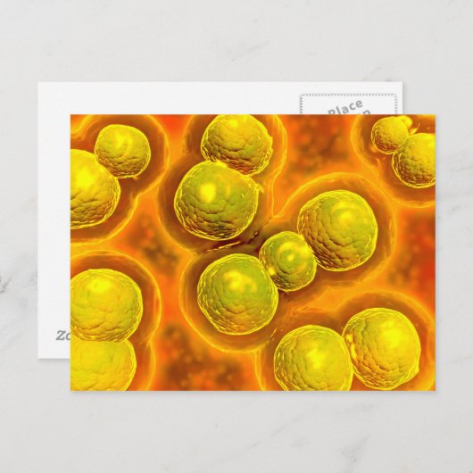 クラミジアの顕微鏡的見解 ポストカード (正面/裏面)