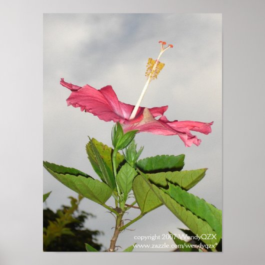 クラリオン ポスター (正面)