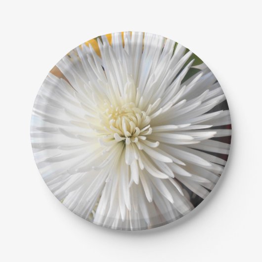 クラリシア ペーパープレート (正面)