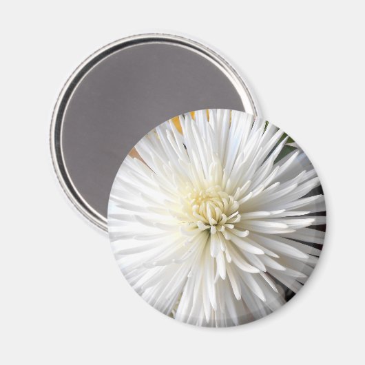 クラリシア マグネット (正面/裏面)