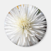 クラリシア マグネット (正面)