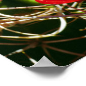 クラレットカップサボテン野花 ポスター (角)