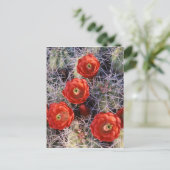 クラレット、カリフォルニア州ジョシュア・ツリー国立公園 ポストカード (スタンド正面)