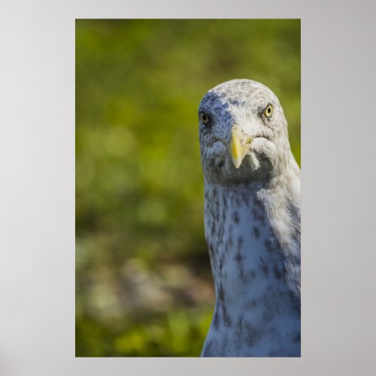 クランキーオールドシーガル(独自の文字を追加) ポスター (正面)