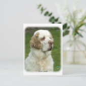 クランバースパニエル犬9Y003D-101 ポストカード (スタンド正面)