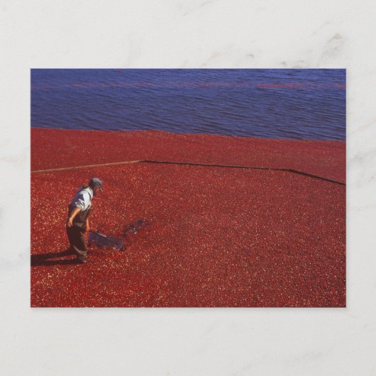 クランベリーハーベスト,ミドルボロ,アメリカ合衆国 ポストカード (正面)