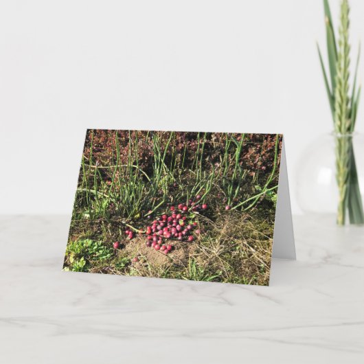 クランベリーファーム，ロングビーチ，ワシントン カード (正面)