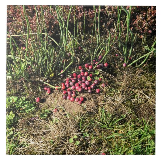 クランベリーファーム，ロングビーチ，ワシントン タイル (正面)