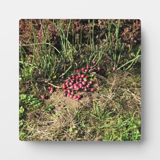 クランベリーファーム，ロングビーチ，ワシントン フォトプラーク (正面)