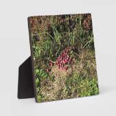 クランベリーファーム，ロングビーチ，ワシントン フォトプラーク (正面)