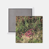 クランベリーファーム，ロングビーチ，ワシントン マグネット (正面/裏面)