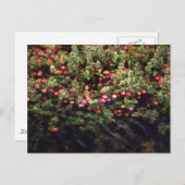 クランベリーボグ ポストカード (正面/裏面)