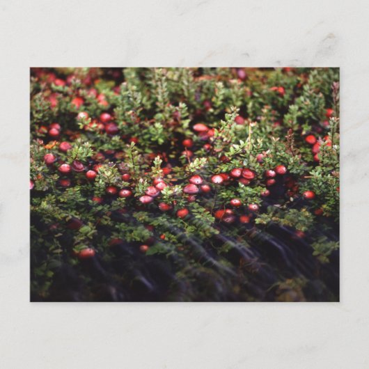 クランベリーボグ ポストカード (正面)