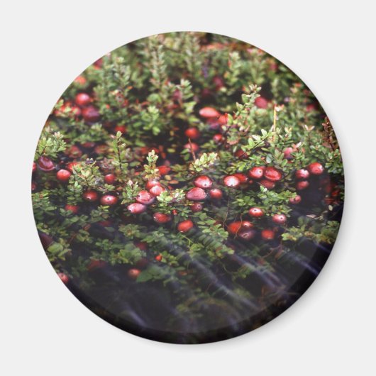 クランベリーボグ マグネット (正面)