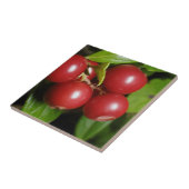 クランベリー タイル (側面)