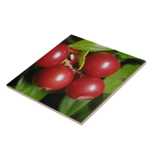 クランベリー タイル (側面)